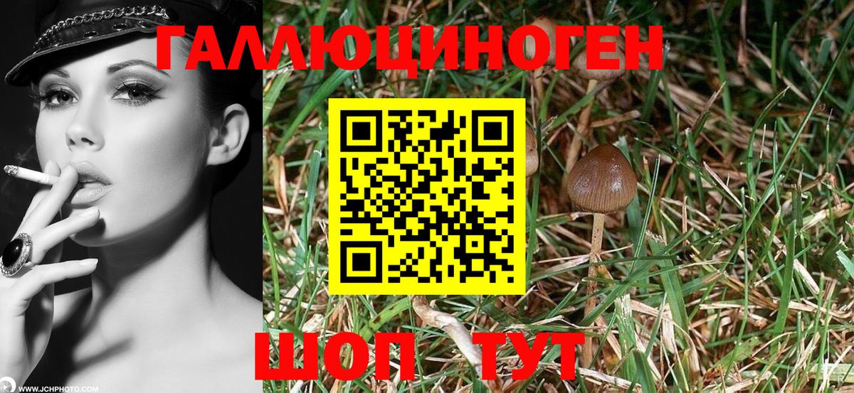 Мыски  Псилоцибиновые грибы мицелий  Вход с VPN 